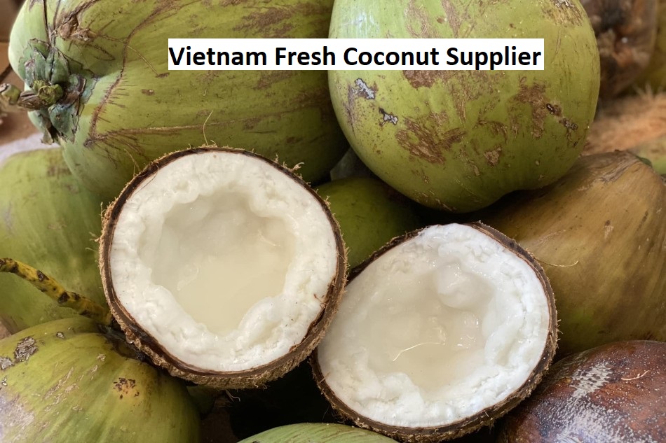Vietnam Fresh Coconut Supplier